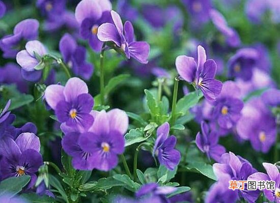 【花卉】常年开花的花卉有哪些？盘点10种四季常开的花卉