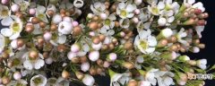 【水养】澳洲腊梅花怎么水养花期长