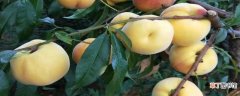 【品种】中蟠21桃树新品种几月成熟