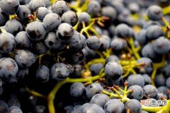 为什么有的葡萄酒会采用带梗发酵，高级品酒师课程中讲述的内容
