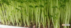 【豌豆】水培豌豆苗步骤窍门