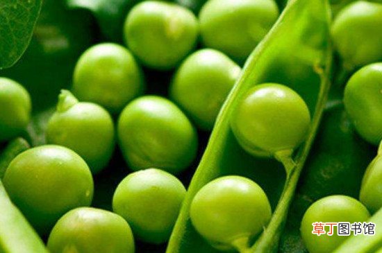 【植物】豌豆是什么植物