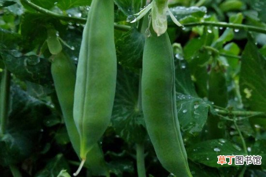 【植物】豌豆是什么植物