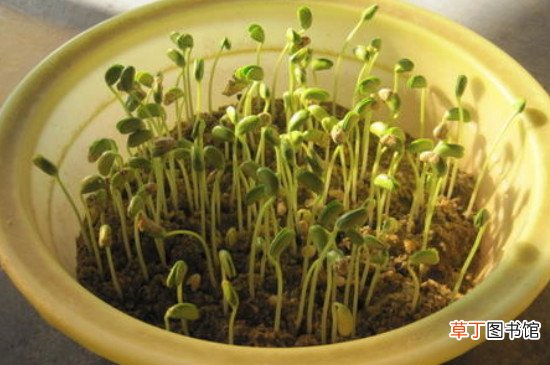 【生长】绿豆芽的生长记录七天