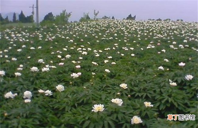 【种植】白芍的种植技术