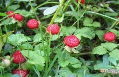 【种植】蛇莓的种植技术