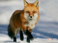 狐狸的性格特点是什么 狐狸的性情