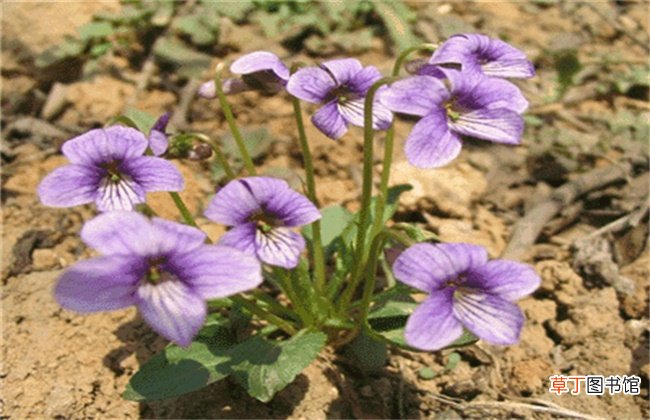 【花】紫花地丁的种植方法