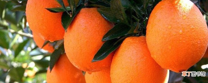 【橙】脐橙名字的由来