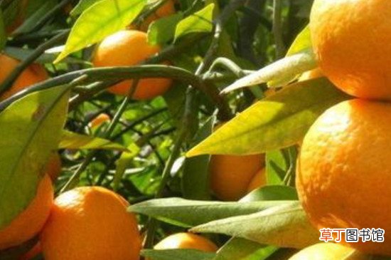 【冬季】柑橘树冬季的防冻措施