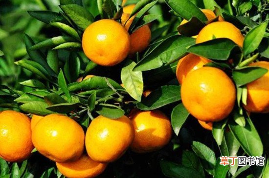 【冬季】柑橘树冬季的防冻措施