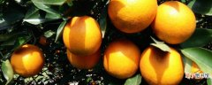 【月份】柑橘树几月份打矿物油