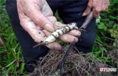 【种植】草石蚕种植技术