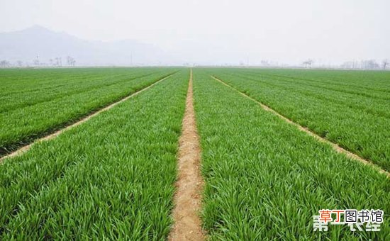 【区别】春小麦和冬小麦的区别介绍有哪些？