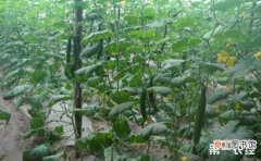 【冬季】温室黄瓜冬季种植注意事项有哪些？