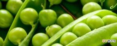 【豌豆】小豌豆的成长过程有哪些？