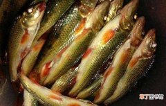 国内最美味的3种鱼，吃过五种以上的，不是吃货就是土豪