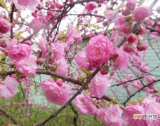 【花语】红梅花的花语是什么，澄澈的心和慈母般的爱_花语大全