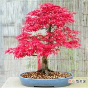 【盆景】日本红枫盆景图片有哪些？