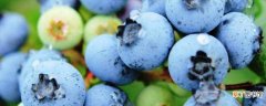 【品种】怡颗莓蓝莓是什么品种