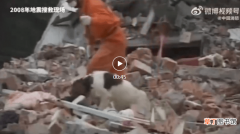 67只汶川地震搜救犬已全部离世 你还记得它们吗？