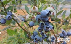 【扦插】蓝莓的扦插繁殖方法有哪些？