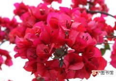 【三角梅】怎样使盆栽三角梅开花不断有哪些方法？