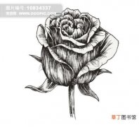 【玫瑰花】玫瑰花素描高清大图有哪些？