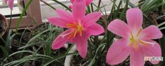 【开花】风雨兰室内能开花吗，风雨兰室内养护要点有哪些？