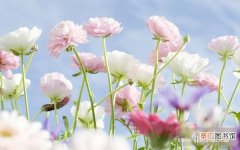 【花卉】花卉养殖六法有哪些？