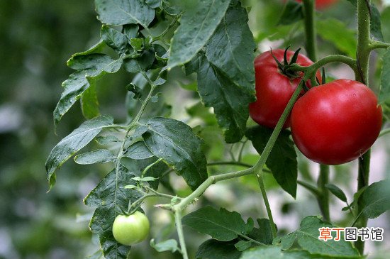 【种植方法】西红柿种植方法和时间,西红柿的剪枝技巧