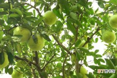 【树】柚子树的种植技术有哪些？