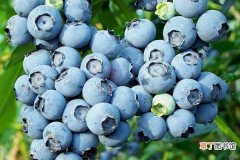 【种植】蓝莓种植技术有哪些？