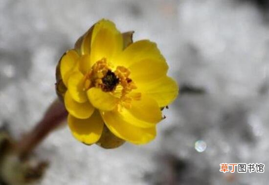 【花】金盏花怎么繁殖，金盏花的繁殖方法有哪些？