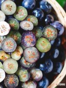 云南高原大果径蓝莓，甜！｜种草机