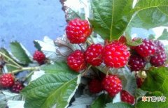 【草莓】野草莓种植该怎么管理