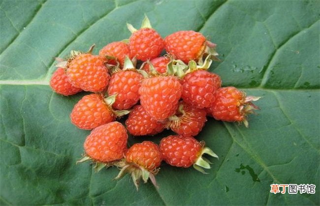 【草莓】野草莓该怎么种