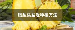 【盆栽】凤梨头盆栽种植方法