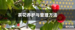 【养护】茶花养护与管理方法