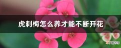 【开花】虎刺梅怎么养才能不断开花