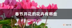 【开花】春节开花的花卉有哪些