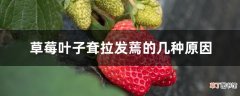 【叶子】草莓叶子耷拉发蔫的几种原因