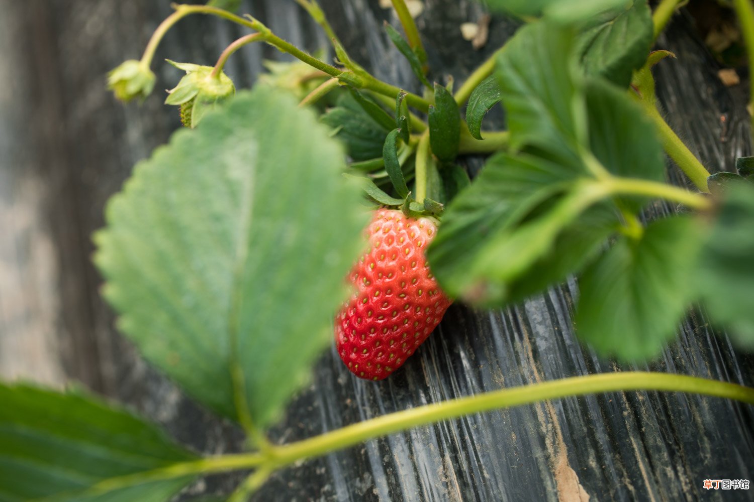【叶子】草莓叶子耷拉发蔫的几种原因
