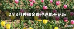 【开花】2至3月种郁金香种球能开花吗