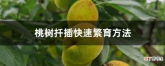 【扦插】桃树扦插快速繁育方法