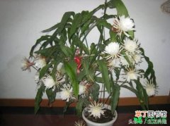 【花】昙花盆栽种植护花知识有哪些？