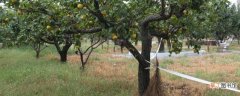 【树】果树缺铁黄叶补救方法有哪些？