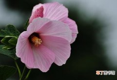 【繁殖】芙蓉葵的繁殖方式，播种扦插分株/最快当年可开花