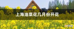 【油菜花】上海油菜花几月份开花
