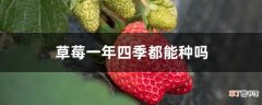 【草莓】草莓一年四季都能种吗